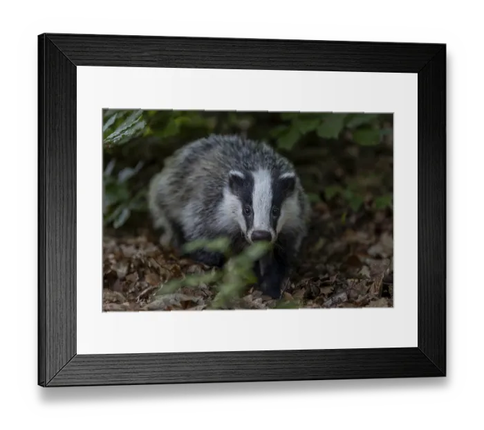 Framed Print : A young badger (Meles meles) searches for worms and insects in the beech leaves