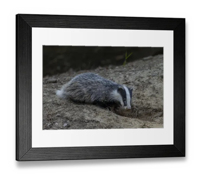 Framed Print : Just 3 months old, the badger (Meles meles) is practising digging in the fine sand