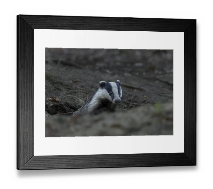 Framed Print : In the early evening the badger (Meles meles) leaves the den