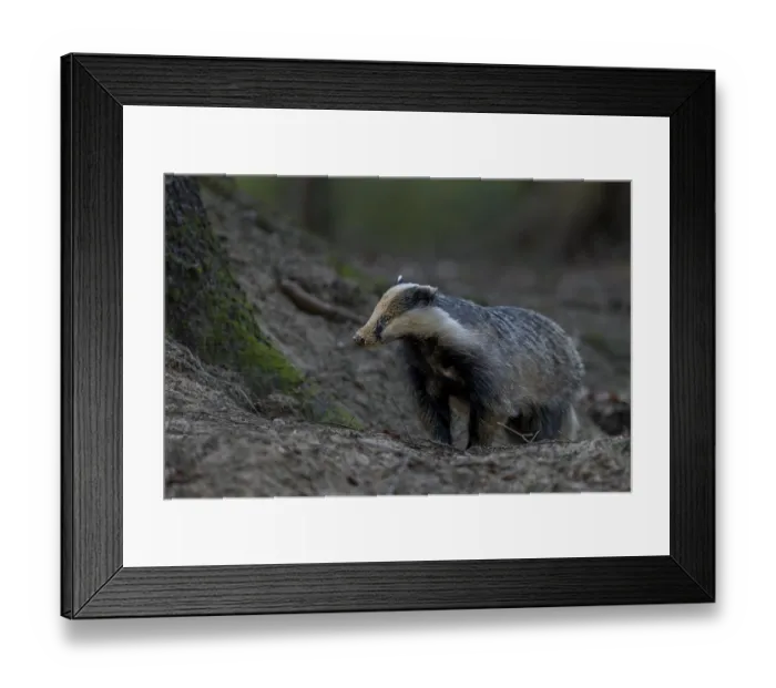 Framed Print : The badger moth (Meles meles) is busy almost every evening optimising or repairing the construction entrances