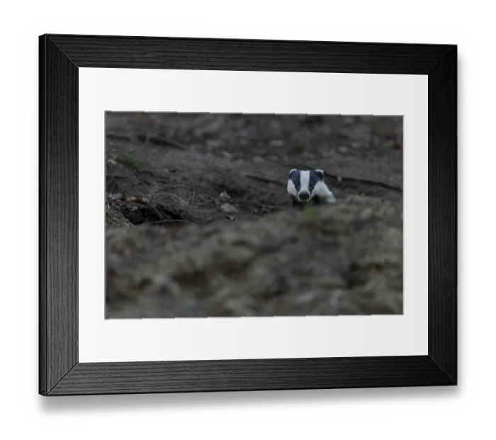 Framed Print : After leaving the den, badgers (Meles meles) usually devote themselves extensively to grooming