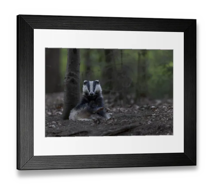 Framed Print : As a rule, badgers (Meles meles) begin intensive grooming