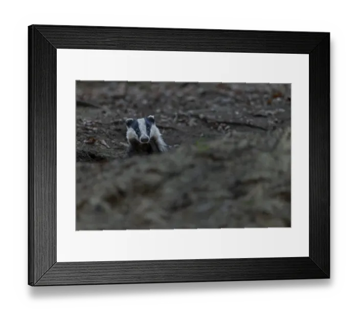Framed Print : The badger (Meles meles) cautiously leaves its den