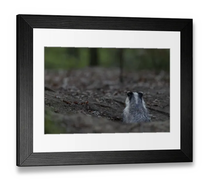 Framed Print : Before the badger (Meles meles) leaves its den completely
