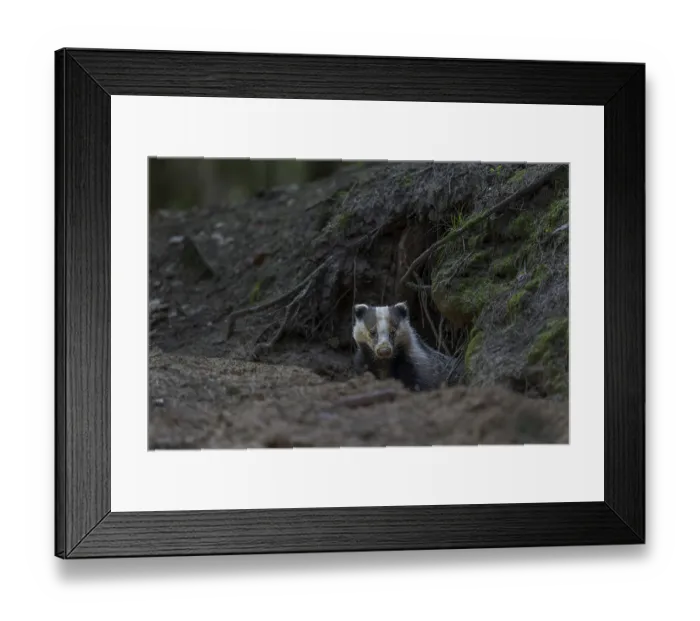 Framed Print : Carefully and slowly a badger (Meles meles) slips out of its den Framed Print : Carefully and slowly a badger (Meles meles) slips out of its den
