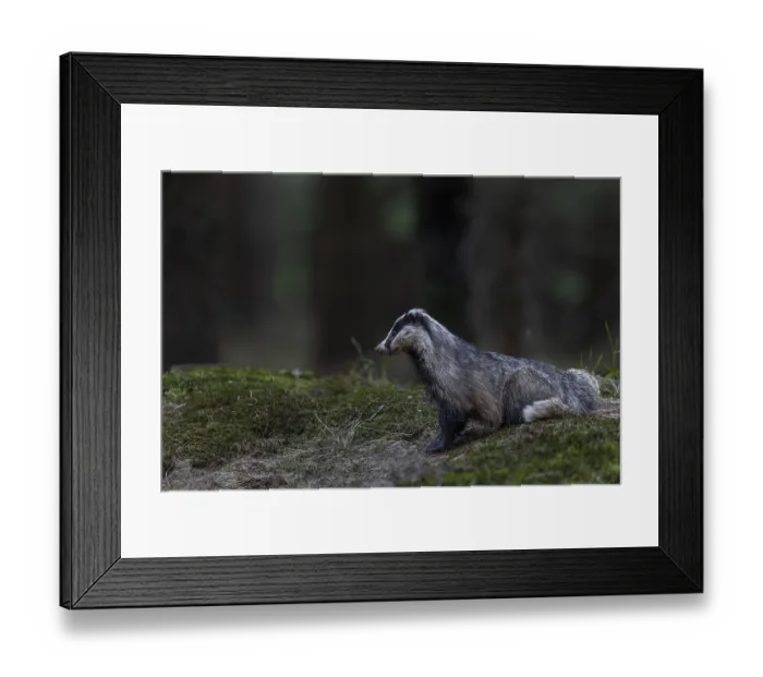Framed Print : The badger (Meles meles) has left the den and is tensely securing itself near the cave entrance