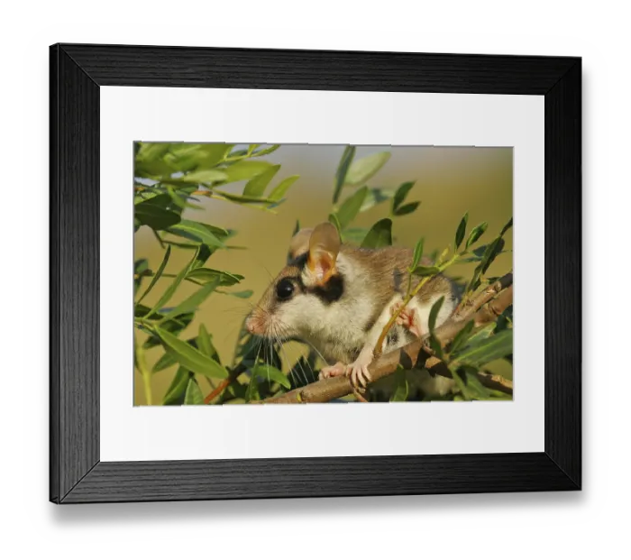 Framed Print : Garden dormouse (Eliomys quercinus)
