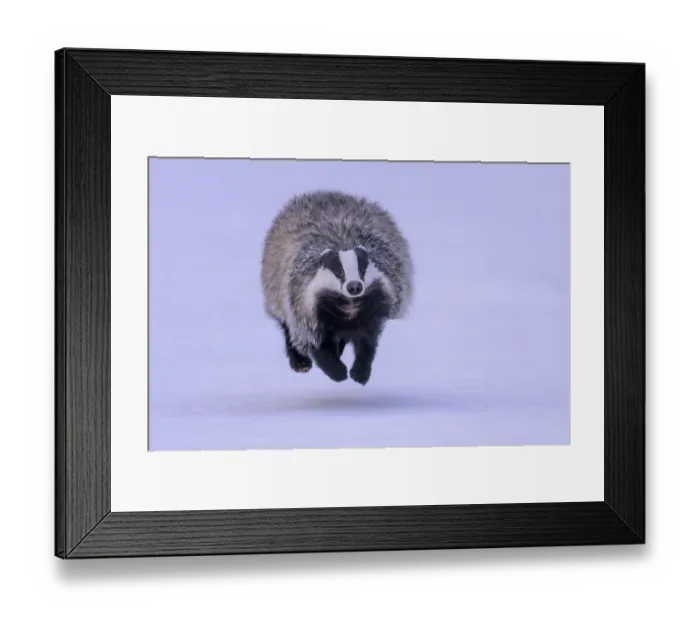 Framed Print : European badger (Meles meles), running in a snowy landscape Framed Print : European badger (Meles meles), running in a snowy landscape