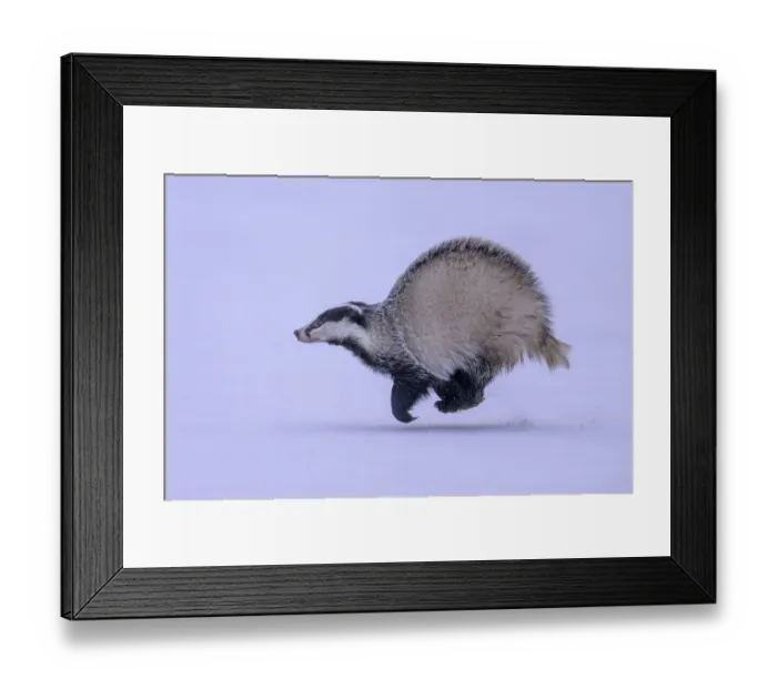 Framed Print : European badger (Meles meles), running in a snowy landscape