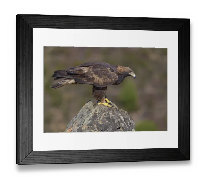 Framed Print : Golden eagle (Aquila chrysaetos)