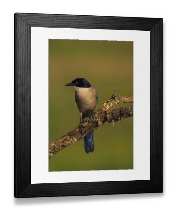 Framed Print : Azure-winged Magpie (Cyanopica cyana) on a cork oak branch