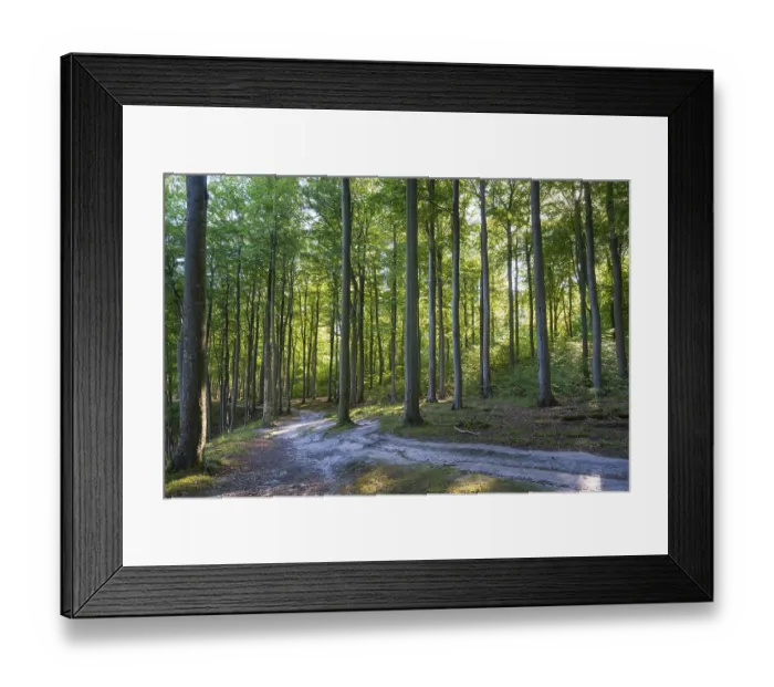 Framed Print : Trail through beech forest, Granitz Nature Reserve