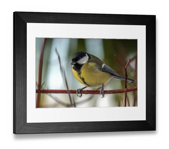 Framed Print : Great tit (Parus major), sitting on a branch Framed Print : Great tit (Parus major), sitting on a branch