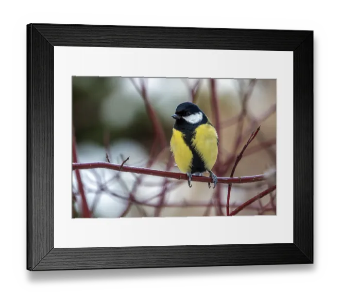 Framed Print : Great tit (Parus major), sitting on a branch