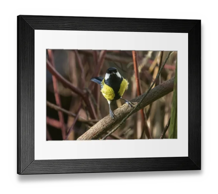 Framed Print : Great tit (Parus major), sitting on a branch Framed Print : Great tit (Parus major), sitting on a branch