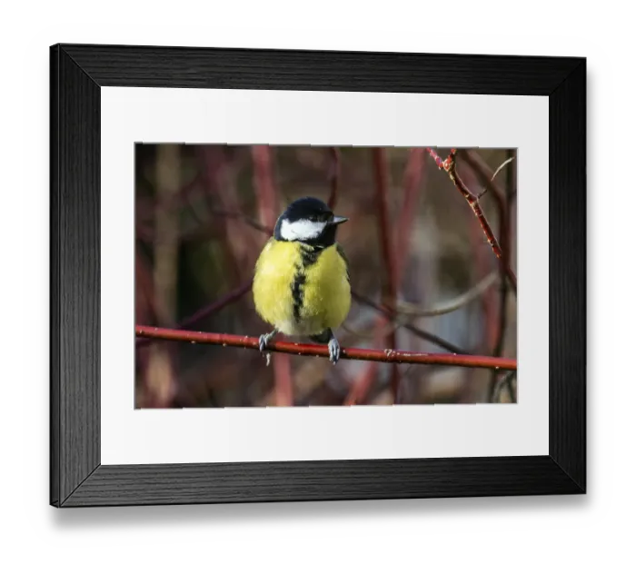 Framed Print : Great tit (Parus major), sitting on a branch