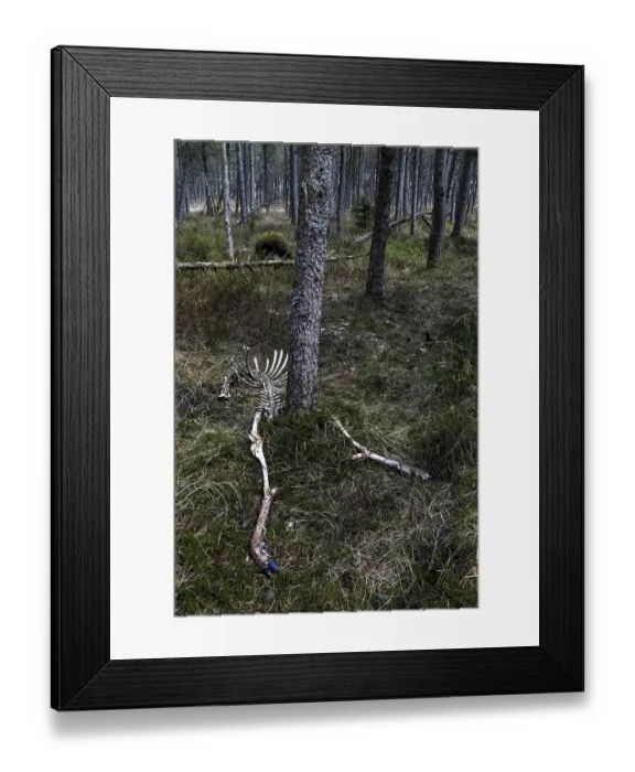 Framed Print : The remains of red deer (Cervus elaphus) taken by wolves (Canis lupus) Framed Print : The remains of red deer (Cervus elaphus) taken by wolves (Canis lupus)