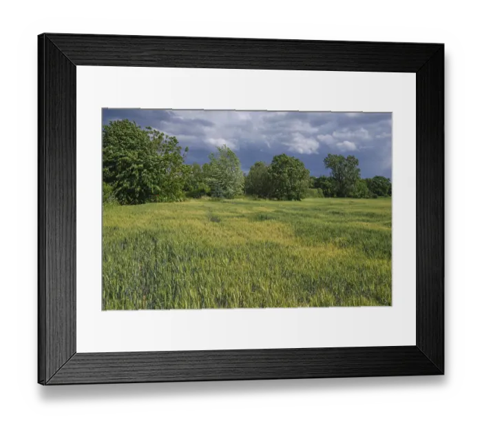 Framed Print : Getreidefeld, adjacent deciduous forest Framed Print : Getreidefeld, adjacent deciduous forest