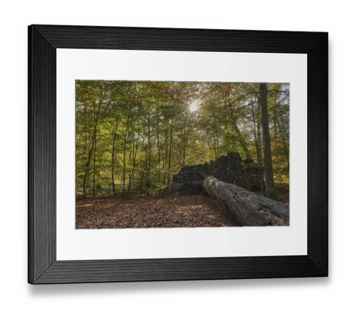 Framed Print : Fallen tree, autumn forest with copper beeches (Fagus silvatica) Framed Print : Fallen tree, autumn forest with copper beeches (Fagus silvatica)