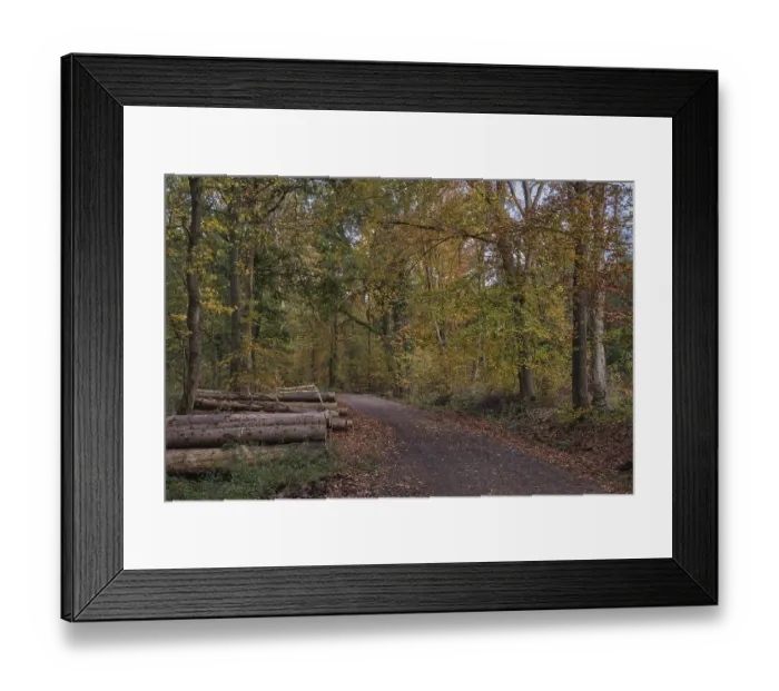 Framed Print : Footpath through the autumn forest with copper beeches (Fagus silvatica) Framed Print : Footpath through the autumn forest with copper beeches (Fagus silvatica)