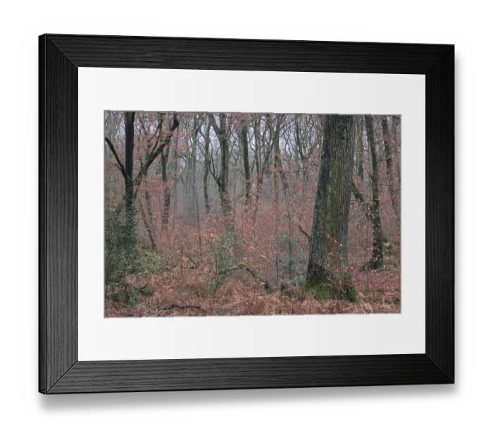 Framed Print : Forest stand with English oak (Quercus robur) and copper beech (Fagus silvatica) Framed Print : Forest stand with English oak (Quercus robur) and copper beech (Fagus silvatica)