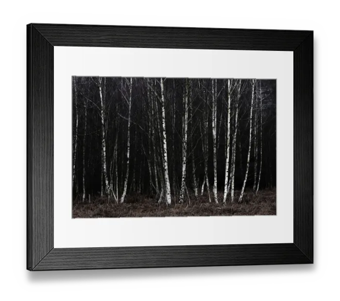 Framed Print : Forest stand with sand birch (Betula pendula) Framed Print : Forest stand with sand birch (Betula pendula)