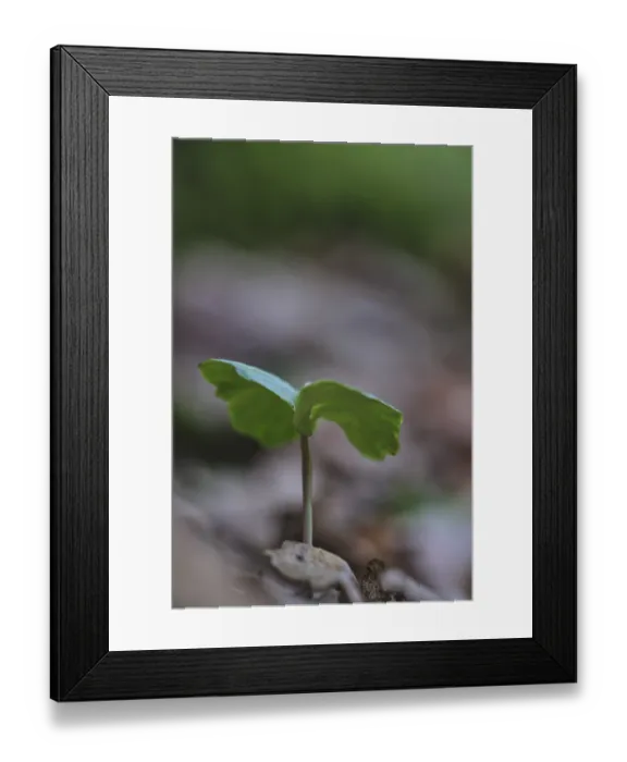 Framed Print : Seedling of copper beech (Fagus silvatica)