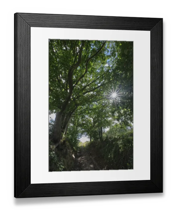 Framed Print : Footpath through a strip of deciduous forest Framed Print : Footpath through a strip of deciduous forest