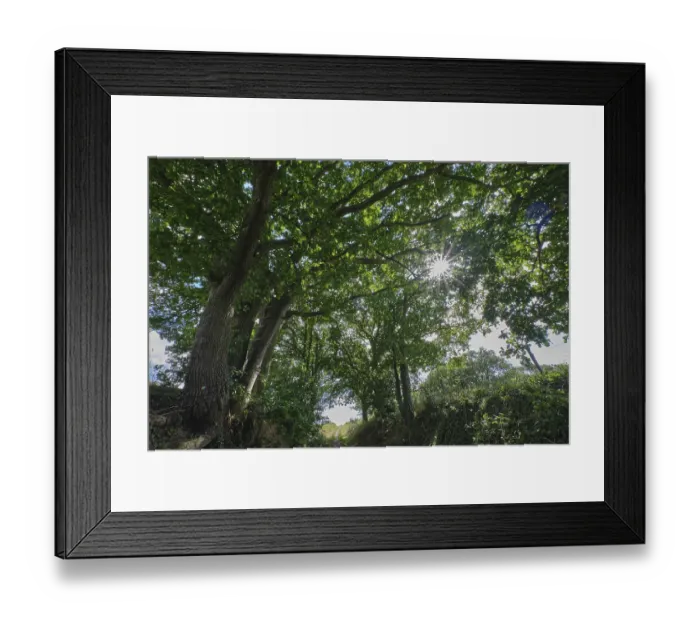 Framed Print : Footpath through a strip of deciduous forest Framed Print : Footpath through a strip of deciduous forest