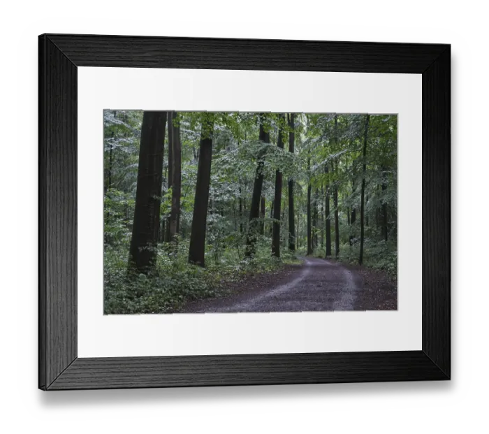 Framed Print : Forest path leads through a deciduous forest with copper beech (Fagus silvatica) Framed Print : Forest path leads through a deciduous forest with copper beech (Fagus silvatica)