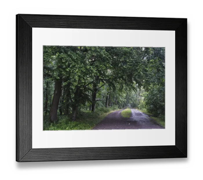 Framed Print : Forest path leads past a deciduous forest with copper beech (Fagus silvatica)