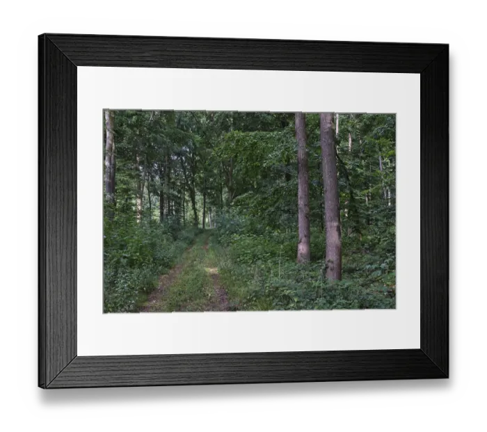 Framed Print : Footpath through a deciduous forest