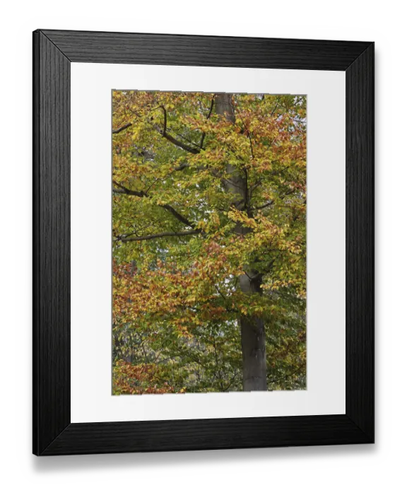 Framed Print : Deciduous forest with copper beech (Fagus silvatica) Framed Print : Deciduous forest with copper beech (Fagus silvatica)