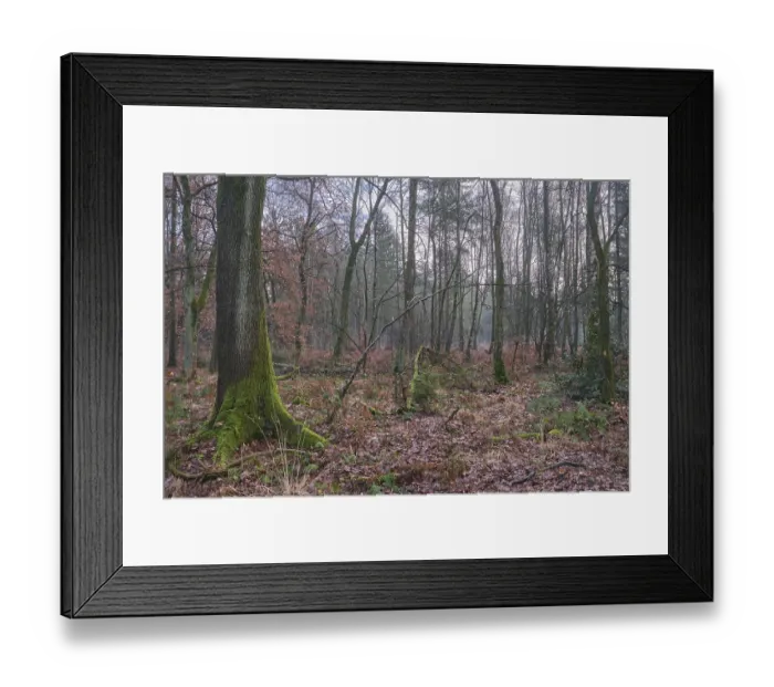 Framed Print : Deciduous forest with English oak (Quercus robur) Framed Print : Deciduous forest with English oak (Quercus robur)
