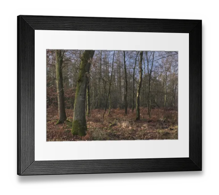 Framed Print : Deciduous forest with English oak (Quercus robur) Framed Print : Deciduous forest with English oak (Quercus robur)