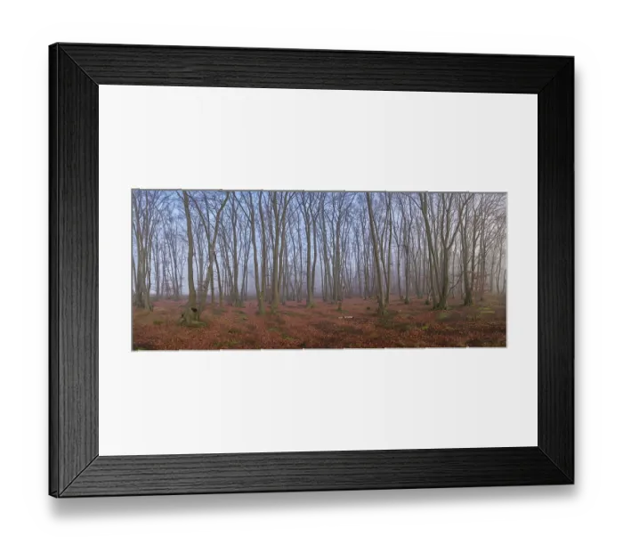 Framed Print : Forest with copper beeches (Fagus silvatica)