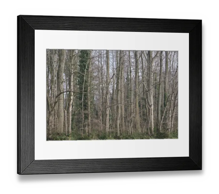 Framed Print : Deciduous forest with poplars (Populus) Framed Print : Deciduous forest with poplars (Populus)