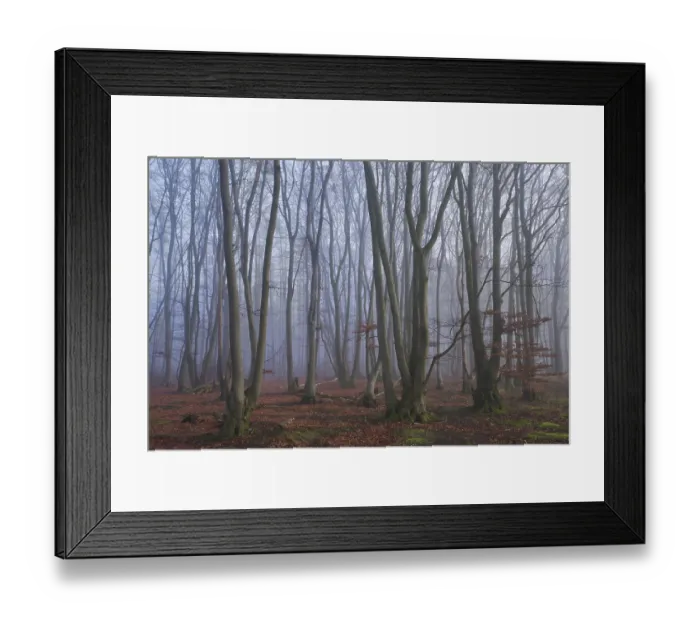 Framed Print : Fog in the forest with copper beeches (Fagus silvatica)