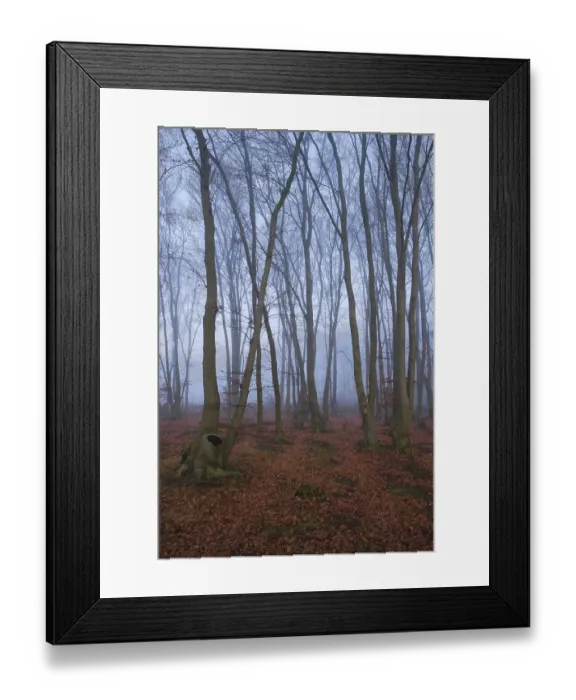 Framed Print : Fog in the forest with copper beeches (Fagus silvatica) Framed Print : Fog in the forest with copper beeches (Fagus silvatica)