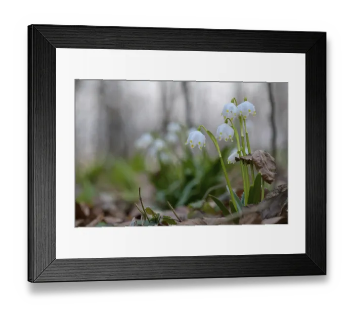 Framed Print : Spring snowflake (Leucojum vernum) as an early flowering spring geophyte in a beech forest