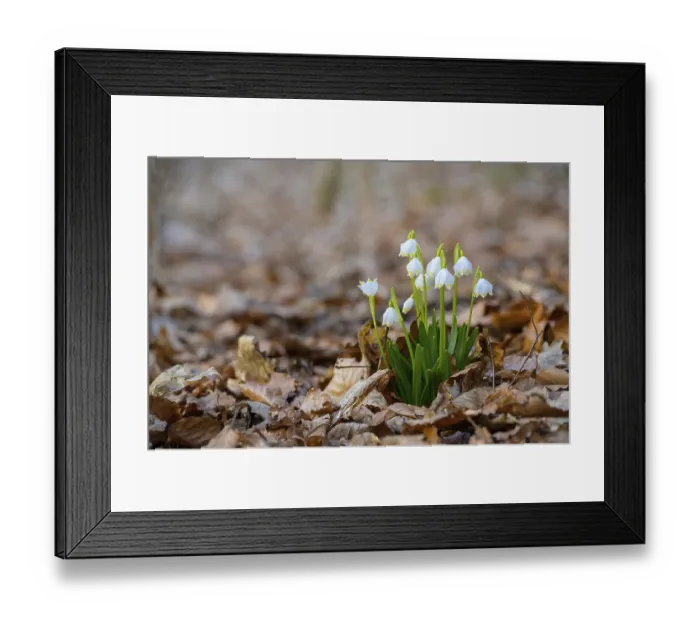 Framed Print : Early-flowering spring geophytes in a beech forest
