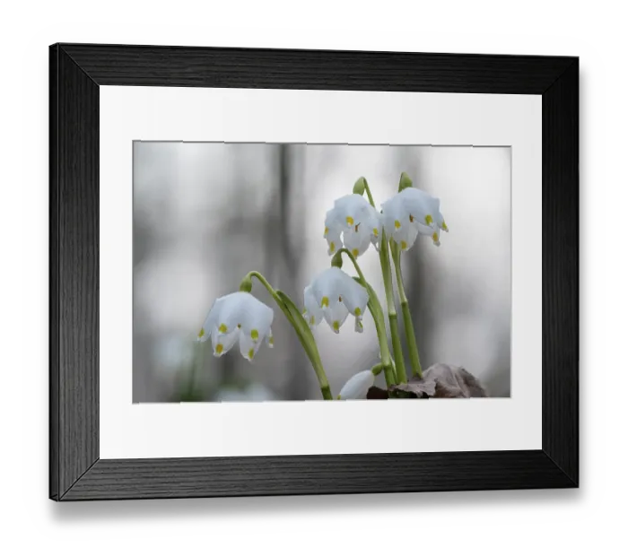 Framed Print : Spring-flowering spring geophytes in a beech forest