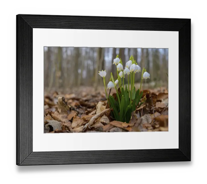 Framed Print : Early-flowering spring geophytes in a beech forest