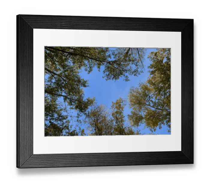 Framed Print : View from the bottom up in a forest of silver poplars