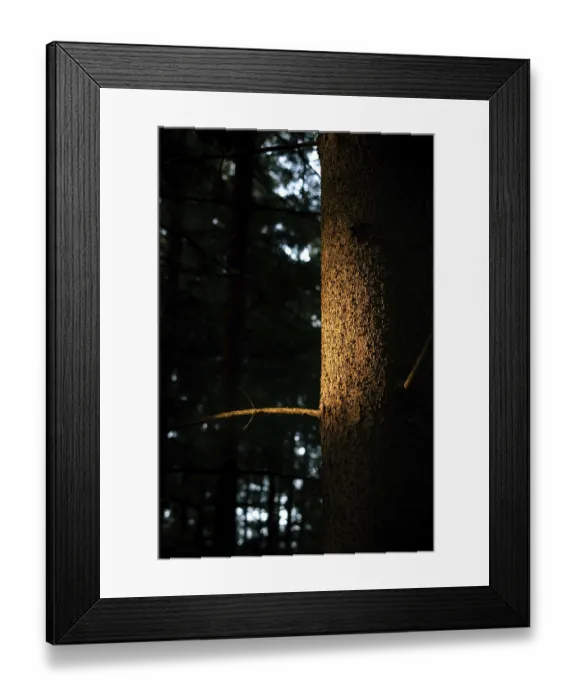 Framed Print : A tree trunk is illuminated by a warm ray of light in a dark forest that highlights the texture of the wood
