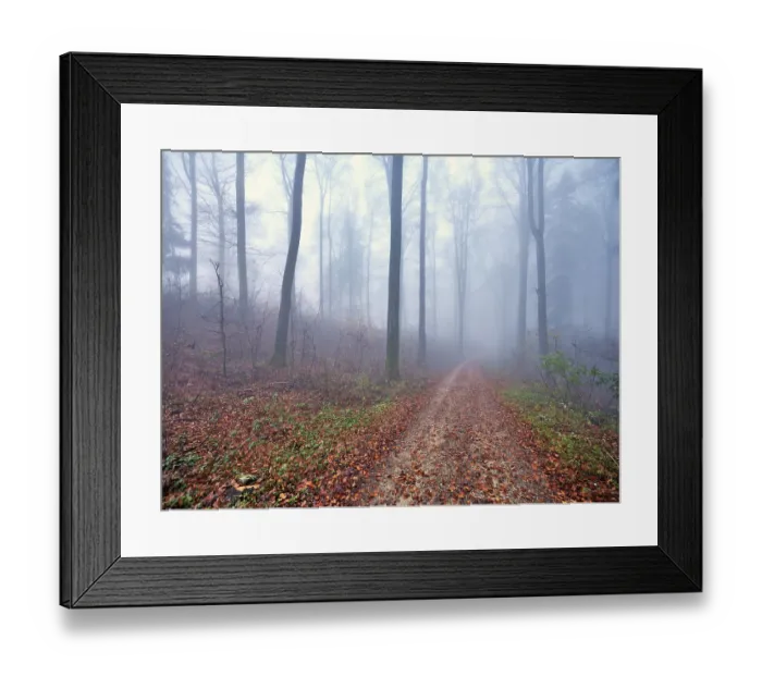 Framed Print : Beech forest (Fagus sylvatica) Framed Print : Beech forest (Fagus sylvatica)