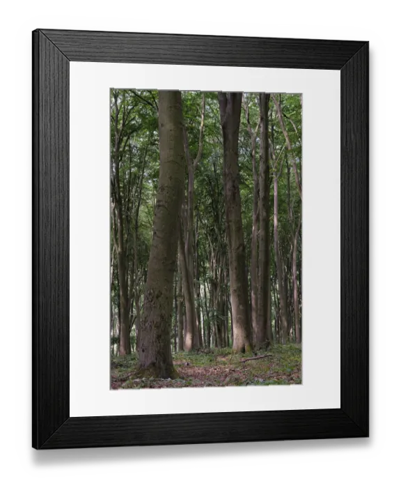 Framed Print : Deciduous forest with copper beeches (Fagus silvatica) Framed Print : Deciduous forest with copper beeches (Fagus silvatica)