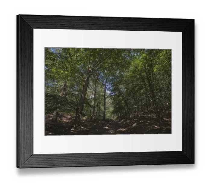 Framed Print : Deciduous forest with copper beech (Fagus silvatica) Framed Print : Deciduous forest with copper beech (Fagus silvatica)