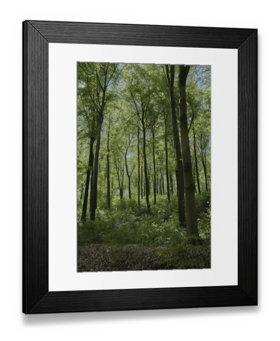 Framed Print : Deciduous forest with copper beech (Fagus silvatica) Framed Print : Deciduous forest with copper beech (Fagus silvatica)