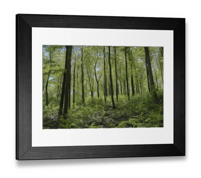 Framed Print : Deciduous forest with copper beech (Fagus silvatica)